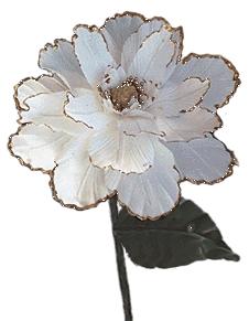 Peony - Click to Go Back